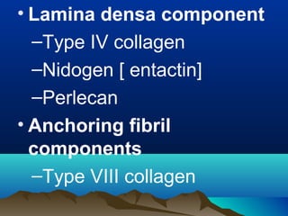 • Lamina densa component
–Type IV collagen
–Nidogen [ entactin]
–Perlecan
• Anchoring fibril
components
–Type VIII collagen
 