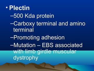 • Plectin
–500 Kda protein
–Carboxy terminal and amino
terminal
–Promoting adhesion
–Mutation – EBS associated
with limb girdle muscular
dystrophy
 