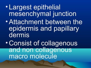 •Largest epithelial
mesenchymal junction
•Attachment between the
epidermis and papillary
dermis
•Consist of collagenous
and non collagenous
macro molecule
 