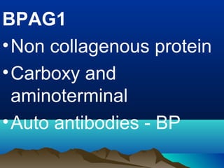 BPAG1
•Non collagenous protein
•Carboxy and
aminoterminal
•Auto antibodies - BP
 