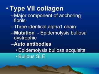• Type VII collagen
–Major component of anchoring
fibrils
–Three identical alpha1 chain
–Mutation - Epidemolysis bullosa
dystrophic
–Auto antibodies
•Epidemolysis bullosa acquisita
•Bullous SLE
 
