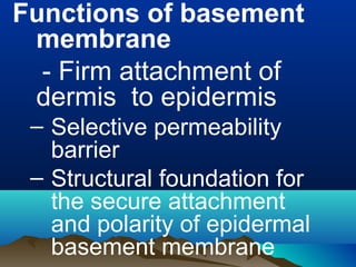 Functions of basement
membrane
- Firm attachment of
dermis to epidermis
– Selective permeability
barrier
– Structural foundation for
the secure attachment
and polarity of epidermal
basement membrane
 