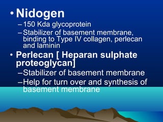 •Nidogen
–150 Kda glycoprotein
–Stabilizer of basement membrane,
binding to Type IV collagen, perlecan
and laminin
• Perlecan [ Heparan sulphate
proteoglycan]
–Stabilizer of basement membrane
–Help for turn over and synthesis of
basement membrane
 