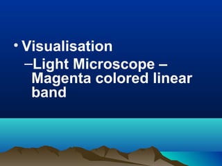 • Visualisation
–Light Microscope –
Magenta colored linear
band
 