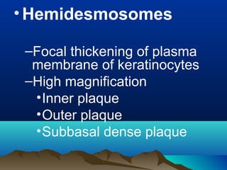 •Hemidesmosomes
–Focal thickening of plasma
membrane of keratinocytes
–High magnification
•Inner plaque
•Outer plaque
•Subbasal dense plaque
 