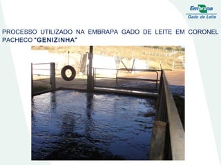 PROCESSO UTILIZADO NA EMBRAPA GADO DE LEITE EM CORONEL PACHECO  “GENIZINHA” 