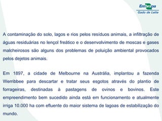 A contaminação do solo, lagos e rios pelos resíduos animais, a infiltração de águas residuárias no lençol freático e o desenvolvimento de moscas e gases malcheirosos são alguns dos problemas de poluição ambiental provocados pelos dejetos animais. Em 1897, a cidade de Melbourne na Austrália, implantou a fazenda Werribbee para descartar e tratar seus esgotos através do plantio de forrageiras, destinadas à pastagens de ovinos e bovinos. Este empreendimento bem sucedido ainda está em funcionamento e atualmente irriga 10.000 ha com efluente do maior sistema de lagoas de estabilização do mundo. 