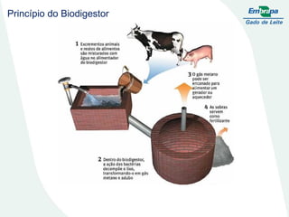 COMPOSTAGEM O fertilizante orgânico mais tradicional e conhecido é o chamado composto orgânico, produzido por meio da mistura de esterco de animais e restos vegetais, através do método indore ou compostagem em pilhas. Para alguns agricultores, a compostagem tradicional pode se tornar bastante onerosa em função da mão-de-obra absorvida por esta atividade. A  compostagem laminar , por outro lado, considerada um processo dirigido de decomposição de resíduos orgânicos realizado na superfície do solo, exige menos mão-de-obra para sua realização.  