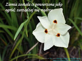 Ziemia została ci powierzona jako
ogród; zarządzaj nią mądrze
Źródło grafiki: aut. Citron , Flower of Dietes bicolor w botanique Conservatoire National de Brest
http://commons.wikimedia.org/wiki/File:Dietes_bicolor_flower.jpg
 