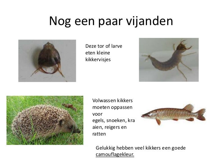 De kikker