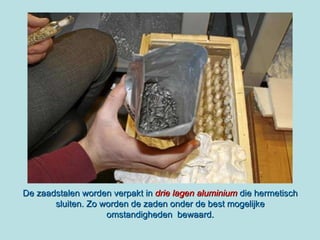 De zaadstalen worden verpakt in  drie lagen aluminium  die hermetisch sluiten. Zo worden de zaden onder de best mogelijke omstandigheden  bewaard. 
