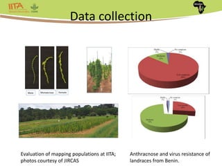 Africa Yam: A project to strengthen yam breeding in west Africa. | PPTX