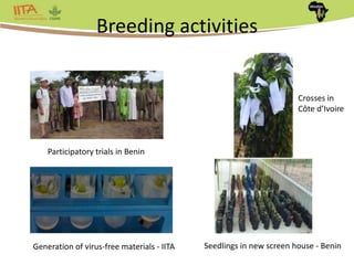 Africa Yam: A project to strengthen yam breeding in west Africa. | PPTX