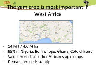 Africa Yam: A project to strengthen yam breeding in west Africa. | PPTX