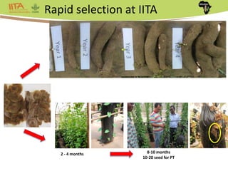 Africa Yam: A project to strengthen yam breeding in west Africa. | PPTX