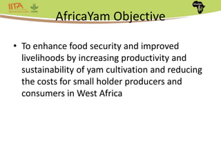 Africa Yam: A project to strengthen yam breeding in west Africa. | PPTX