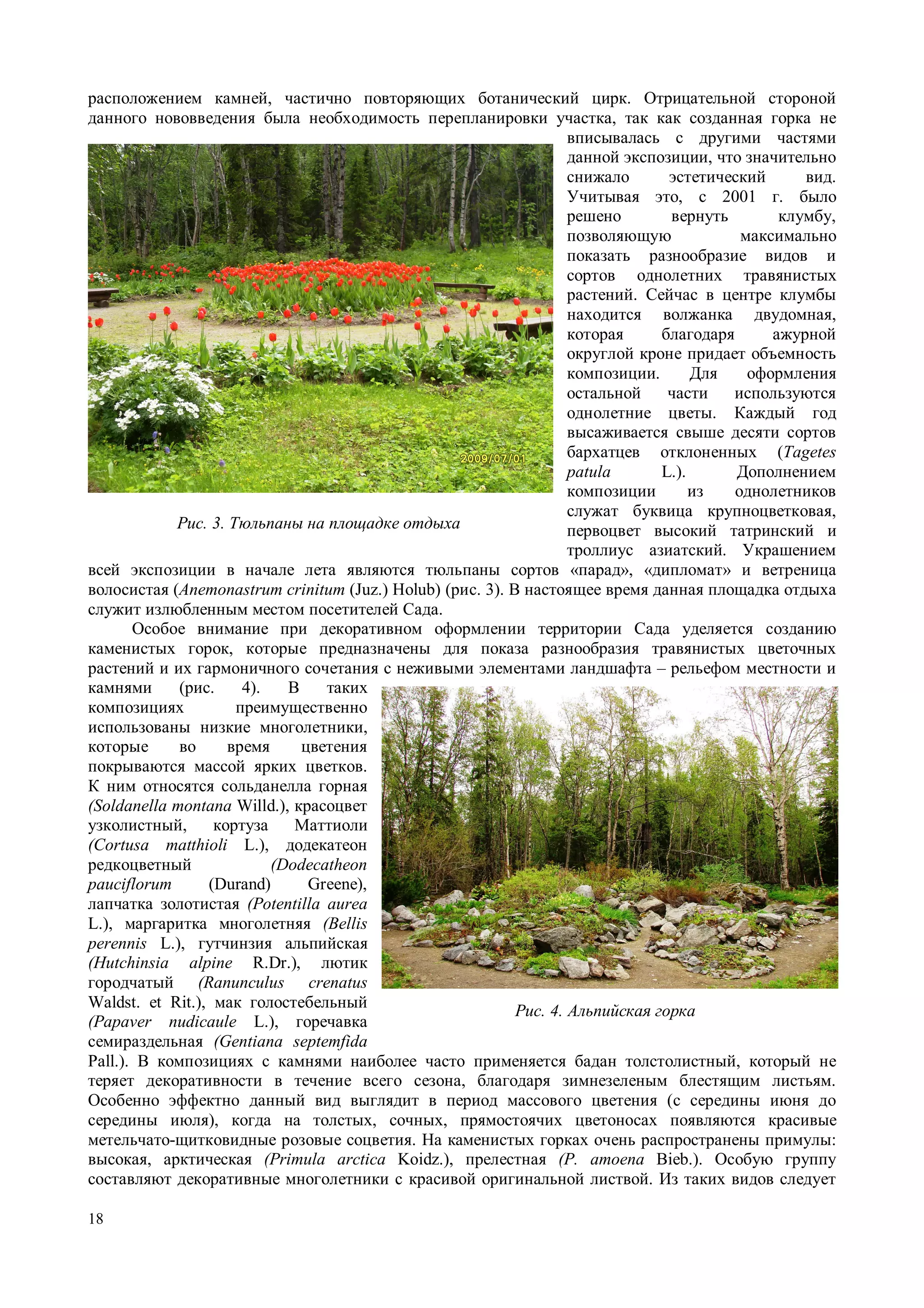 расположением камней, частично повторяющих ботанический цирк. Отрицательной стороной 
данного нововведения была необходимость перепланировки участка, так как созданная горка не 
18 
вписывалась с другими частями 
данной экспозиции, что значительно 
снижало эстетический вид. 
Учитывая это, с 2001 г. было 
решено вернуть клумбу, 
позволяющую максимально 
показать разнообразие видов и 
сортов однолетних травянистых 
растений. Сейчас в центре клумбы 
находится волжанка двудомная, 
которая благодаря ажурной 
округлой кроне придает объемность 
композиции. Для оформления 
остальной части используются 
однолетние цветы. Каждый год 
высаживается свыше десяти сортов 
бархатцев отклоненных (Tagetes 
patula L.). Дополнением 
композиции из однолетников 
служат буквица крупноцветковая, 
первоцвет высокий татринский и 
троллиус азиатский. Украшением 
Рис. 3. Тюльпаны на площадке отдыха 
всей экспозиции в начале лета являются тюльпаны сортов «парад», «дипломат» и ветреница 
волосистая (Anemonastrum crinitum (Juz.) Holub) (рис. 3). В настоящее время данная площадка отдыха 
служит излюбленным местом посетителей Сада. 
Особое внимание при декоративном оформлении территории Сада уделяется созданию 
каменистых горок, которые предназначены для показа разнообразия травянистых цветочных 
растений и их гармоничного сочетания с неживыми элементами ландшафта – рельефом местности и 
камнями (рис. 4). В таких 
композициях преимущественно 
использованы низкие многолетники, 
которые во время цветения 
покрываются массой ярких цветков. 
К ним относятся сольданелла горная 
(Soldanella montana Willd.), красоцвет 
узколистный, кортуза Маттиоли 
(Cortusa matthioli L.), додекатеон 
редкоцветный (Dodecatheon 
pauciflorum (Durand) Greene), 
лапчатка золотистая (Potentilla aurea 
L.), маргаритка многолетняя (Bellis 
perennis L.), гутчинзия альпийская 
(Hutchinsia alpine R.Dr.), лютик 
городчатый (Ranunculus crenatus 
Waldst. еt Rit.), мак голостебельный 
(Papaver nudicaule L.), горечавка 
Рис. 4. Альпийская горка 
семираздельная (Gentiana septemfida 
Pall.). В композициях с камнями наиболее часто применяется бадан толстолистный, который не 
теряет декоративности в течение всего сезона, благодаря зимнезеленым блестящим листьям. 
Особенно эффектно данный вид выглядит в период массового цветения (с середины июня до 
середины июля), когда на толстых, сочных, прямостоячих цветоносах появляются красивые 
метельчато-щитковидные розовые соцветия. На каменистых горках очень распространены примулы: 
высокая, арктическая (Primula arctica Koidz.), прелестная (P. amoena Bieb.). Особую группу 
составляют декоративные многолетники с красивой оригинальной листвой. Из таких видов следует 
 