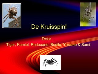De Kruisspin!
Door...
Tiger, Kamiel, Redouane, Bedilu, Yassine & Sami
 