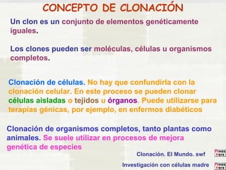 CONCEPTO DE CLONACIÓN 
Un clon es un conjunto de elementos genéticamente 
iguales. 
Los clones pueden ser moléculas, células u organismos 
completos. 
Clonación de células. No hay que confundirla con la 
clonación celular. En este proceso se pueden clonar 
células aisladas o tejidos u órganos. Puede utilizarse para 
terapias génicas, por ejemplo, en enfermos diabéticos 
Clonación de organismos completos, tanto plantas como 
animales. Se suele utilizar en procesos de mejora 
genética de especies 
Clonación. El Mundo. swf 
Investigación con células madre 
 