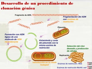 Desarrollo de un procedimiento de 
clonación génica 
Fragmentación del ADN 
con enzimas de 
restricción 
Plásmido 
Aislamiento y corte 
del plásmido con la 
misma enzima de 
restricción 
Formación con ADN 
ligasa de una 
molécula de ADN 
recombinante 
Selección del clon 
deseado y producción 
de células 
Replicación 
Introducción en la célula 
huésped 
Fragmento de ADN 
Enzimas de restricción. Web 
Enzimas de restricción McHill. swf 
 