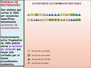 ENZIMAS DE 
RESTRINCIÓN: 
Son enzimas que 
cortan el ADN 
por secuencias 
específicas, 
denominadas 
secuencias de 
reconocimiento. 
Posteriormente, 
estos fragmentos 
de ADN podrán 
unirse a vectores 
de clonación que 
hayan sido 
cortados por el 
mismo 
procedimiento 
enzimatico. 
 