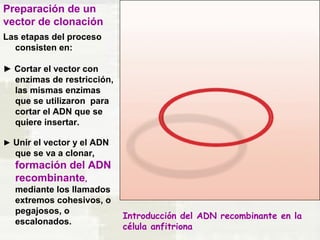 Preparación de un 
vector de clonación 
Las etapas del proceso 
consisten en: 
► Cortar el vector con 
enzimas de restricción, 
las mismas enzimas 
que se utilizaron para 
cortar el ADN que se 
quiere insertar. 
► Unir el vector y el ADN 
que se va a clonar, 
formación del ADN 
recombinante, 
mediante los llamados 
extremos cohesivos, o 
pegajosos, o 
escalonados. 
Introducción del ADN recombinante en la 
célula anfitriona 
 
