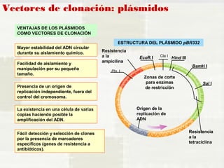 Vectores de clonación: plásmidos 
VENTAJAS DE LOS PLÁSMIDOS 
COMO VECTORES DE CLONACIÓN 
Mayor estabilidad del ADN circular 
durante su aislamiento químico. 
Facilidad de aislamiento y 
manipulación por su pequeño 
tamaño. 
Presencia de un origen de 
replicación independiente, fuera del 
control del cromosoma. 
La existencia en una célula de varias 
copias haciendo posible la 
amplificación del ADN. 
Fácil detección y selección de clones 
por la presencia de marcadores 
específicos (genes de resistencia a 
antibióticos). 
ESTRUCTURA DEL PLÁSMIDO pBR332 
BamH I 
Sal I 
Cla I 
Resistencia 
a la 
ampicilina 
Hind III 
EcoR I 
Zonas de corte 
para enzimas 
de restricción 
Resistencia 
a la 
tetraciclina 
Origen de la 
replicación de 
ADN 
Pts I 
 