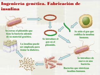 Ingeniería genética. Fabricación de 
insulina 
Se extrae el plásmido que 
tiene la bacteria además 
de su material genético. 
La insulina puede 
ser empleada para 
tratar la diabetes. 
Se introduce el 
gen en el 
plásmido. 
Se aisla el gen que 
codifica la insulina 
humana. 
Se introduce de 
nuevo en una 
bacteria. 
Bacterias que sintetizan 
insulina humana. 
 