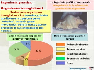 Ingeniería genética. 
Organismos transgénicos I 
La ingeniería genética consiste en la 
manipulación de la información 
genética de los organismos. 
Ratón transgénico gigante y 
normal 
Se denomina organismos 
transgénicos a los animales y plantas 
que llevan en su genoma genes 
“extraños”, es decir, genes 
introducidos artificialmente y que no 
proceden de sus antepasados por 
herencia 
Características incorporadas 
a cultivos transgénicos 
Resistencia a insectos 
Tolerancia a virus 
Resistencia a hongos 
Tolerancia a herbicidas 
Otros 
3 % 
7 % 
30 % 
8 % 
52 % 
Mono transgénico 
 