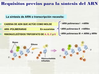 Requisitos previos para la síntesis del ARN 
La síntesis de ARN o transcripción necesita: 
CADENA DE ADN QUE ACTÚE COMO MOLDE 
ARN -POLIMERARAS 
RIBONUCLEÓTIDOS TRIFOSFATO DE A, G, C y U 
Ribonucleótido 
trifosfato 
Ribosa 
Bases 
En eucariotas 
• ARN polimerasa I ->ARNr 
• ARN polimerasa II ->ARNm 
• ARN polimerasa III -> ARNt y ARNr 
 