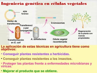Ingeniería genética en células vegetales 
Vector de 
transfección 
ADN 
foráneo 
Transferenci 
a por 
conjugación 
Transformación 
en E. coli 
Cromosomas 
A. tumefaciens Célula vegetal 
recombinante 
Regeneración 
de la planta con 
nuevas 
propiedades 
La aplicación de estas técnicas en agricultura tiene como 
objetivos: 
• Conseguir plantas resistentes a herbicidas. 
• Conseguir plantas resistentes a los insectos. 
• Proteger las plantas frente a enfermedades microbianas y 
víricas. 
• Mejorar el producto que se obtiene. 
 