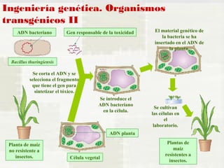 Ingeniería genética. Organismos 
transgénicos II 
ADN bacteriano Gen responsable de la toxicidad 
Planta de maíz 
no resistente a 
insectos. Célula vegetal 
Se cultivan 
las células en 
el 
laboratorio. 
Plantas de 
maíz 
resistentes a 
insectos. 
Se introduce el 
ADN bacteriano 
en la célula. 
El material genético de 
la bacteria se ha 
insertado en el ADN de 
la planta. 
Se corta el ADN y se 
selecciona el fragmento 
que tiene el gen para 
sintetizar el tóxico. 
ADN planta 
Bacillus thuringiensis 
 