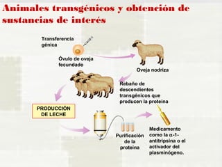 Animales transgénicos y obtención de 
sustancias de interés 
PRODUCCIÓN 
DE LECHE 
Oveja nodriza 
Rebaño de 
descendientes 
transgénicos que 
producen la proteína 
Transferencia 
génica 
Óvulo de oveja 
fecundado 
Purificación 
de la 
proteína 
Medicamento 
como la a-1- 
antitripsina o el 
activador del 
plasminógeno. 
 