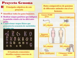 Proyecto Genoma 
Humano 
genes Mosca 13.000 genes 
60% idéntico 
Gusano 19.000 
20% idéntico 
70% idéntico 98% idéntico 
Ratón 30.000 genes Chimpancé 30.000 
genes 
Principales objetivos de este 
proyecto 
Identificar § todos los genes humanos. 
Realizar mapas genéticos que indiquen 
la posición relativa de los diferentes 
genes. 
El bandeado cromosómico 
identifica regiones concretas de 
ADN. 
§ 
Confeccionar mapas físicos que 
presenten la secuencia de nucleótidos 
de cada gen. 
§ 
Datos comparativos de genomas 
de diferentes animales con el ser 
humano. 
Humanos 
30.000 genes 
 