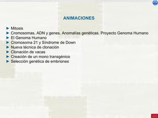 ANIMACIONES 
► Mitosis 
► Cromosomas, ADN y genes. Anomalías genéticas. Proyecto Genoma Humano 
► El Genoma Humano 
► Cromosoma 21 y Síndrome de Down 
► Nueva técnica de clonación 
► Clonación de vacas 
► Creación de un mono transgénico 
► Selección genética de embriones 
 