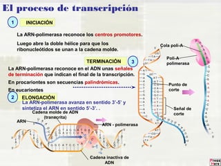 El proceso de transcripción 
La ARN-polimerasa reconoce los centros promotores. 
Luego abre la doble hélice para que los 
ribonucleótidos se unan a la cadena molde. 
La ARN-polimerasa reconoce en el ADN unas señales 
de terminación que indican el final de la transcripción. 
En procariontes son secuencias palindrómicas. 
En eucariontes 
ARN - polimerasa 
Cadena inactiva de 
ADN 
Cadena molde de ADN 
(transcrita) 
ARN 
Cola poli-A 
Poli-A 
polimerasa 
Punto de 
corte 
Señal de 
corte 
INICIACIÓN 
ELONGACIÓN 
TERMINACIÓN 
La ARN-polimerasa avanza en sentido 3’-5’ y 
sintetiza el ARN en sentido 5’-3’. . 
1 
2 
3 
 