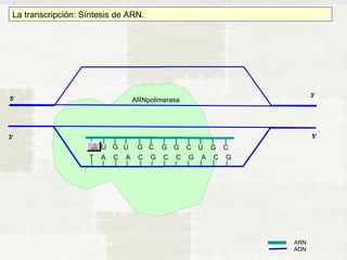 ARNpolimerasa 
3’ 
3’ 
5’ 
5’ 
ARN 
ADN 
La transcripción: Síntesis de ARN. 
A U G U G C G G C U G C 
T A C A C G C C G A C G 
 