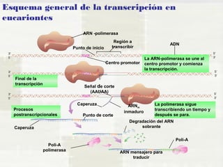 Esquema general de la transcripción en 
eucariontes 
ARN -polimerasa 
Región a 
Punto de inicio transcribir 
ADN 
Centro promotor 
Señal de corte 
(AAUAA) 
ARNm 
inmaduro 
Caperuza 
Punto de corte 
Procesos 
postranscripcionales 
Caperuza 
La polimerasa sigue 
transcribiendo un tiempo y 
después se para. 
Degradación del ARN 
sobrante 
Poli-A 
polimerasa ARN mensajero para 
traducir 
Poli-A 
Final de la 
transcripción 
La ARN-polimerasa se une al 
centro promotor y comienza 
la transcripción. 
 