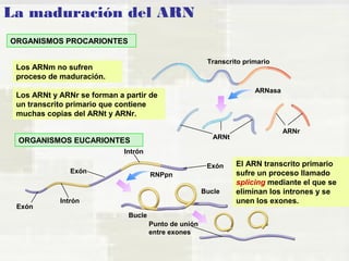 La maduración del ARN 
ORGANISMOS PROCARIONTES 
Los ARNm no sufren 
proceso de maduración. 
Los ARNt y ARNr se forman a partir de 
un transcrito primario que contiene 
muchas copias del ARNt y ARNr. 
ORGANISMOS EUCARIONTES 
Transcrito primario 
ARNasa 
ARNt 
ARNr 
RNPpn 
Exón 
Exón 
Intrón 
Intrón 
Exón 
Bucle 
Punto de unión 
entre exones 
Bucle 
El ARN transcrito primario 
sufre un proceso llamado 
splicing mediante el que se 
eliminan los intrones y se 
unen los exones. 
 