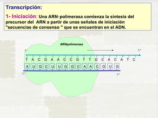 Transcripción: 
1- Iniciación: Una ARN polimerasa comienza ‑ la síntesis del 
precursor del ARN a partir de unas señales de iniciación 
"secuencias de consenso " que se encuentran en el ADN. 
ARNpolimerasa 
T A C G A A C C G T T G C A C A T C 
A U G C U U G G C A A C G U G 
 