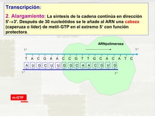 Transcripción: 
2. Alargamiento: La síntesis de la cadena continúa en dirección 
5'®3'. Después de 30 nucleótidos se le añade al ARN una cabeza 
(caperuza o líder) de metil GTP en el ‑ extremo 5‘ con función 
protectora. 
T A C G A A C C G T T G C A C A T C 
A U G C U U G G C A A C G U G 
m-GTP 
ARNpolimerasa 
 