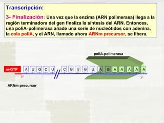 Transcripción: 
3- Finalización: Una vez que la enzima (ARN polimerasa) llega a la 
región terminadora del gen finaliza la síntesis del ARN. Entonces, 
una poliA polimerasa añade una serie de ‑ nucleótidos con adenina, 
la cola poliA, y el ARN, llamado ahora ARNm precursor, se libera. 
A U G C U C G U G 
m-GTP 
poliA-polimerasa 
U A G A A A A A 
ARNm precursor 
 