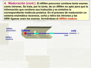 4. Maduración (cont.): El ARNm precursor contiene tanto exones 
como intrones. Se trata, por lo tanto, de un ARNm no apto para que la 
información que contiene sea traducida y se sintetice la 
correspondiente molécula proteica. En el proceso de maduración un 
sistema enzimático reconoce, corta y retira los intrones y las 
ARN ligasas unen los ‑ exones, formándose el ARNm maduro. 
ARNm 
precursor 
AAAAAA 
AUG UAG 
cola 
ARNm 
maduro 
Cabeza 
 