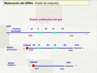 Región codificadora del gen 
ADN 
Promotor E1 I1 E2 I2 E3 
Terminador 
ARNm 
precursor 
ARNm 
maduro 
Cabeza E1 I1 E2 I2 E3 cola 
AAAAAA 
TAC ATC 
AUG UAG 
AAAAAA 
Cabeza 
AUG UAG 
cola 
Maduración del ARNm (Visión de conjunto). 
 