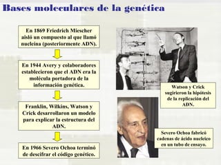 Bases moleculares de la genética 
En 1869 Friedrich Miescher 
aisló un compuesto al que llamó 
nucleína (posteriormente ADN). 
En 1944 Avery y colaboradores 
establecieron que el ADN era la 
molécula portadora de la 
información genética. 
Franklin, Wilkins, Watson y 
Crick desarrollaron un modelo 
para explicar la estructura del 
ADN. 
En 1966 Severo Ochoa terminó 
de descifrar el código genético. 
Watson y Crick 
sugirieron la hipótesis 
de la replicación del 
ADN. 
Severo Ochoa fabricó 
cadenas de ácido nucleico 
en un tubo de ensayo. 
 