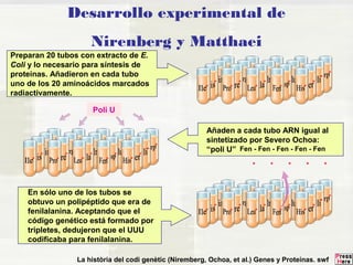 Desarrollo experimental de 
Nirenberg y Matthaei 
Preparan 20 tubos con extracto de E. 
Coli y lo necesario para síntesis de 
proteínas. Añadieron en cada tubo 
uno de los 20 aminoácidos marcados 
radiactivamente. 
Poli U 
Añaden a cada tubo ARN igual al 
sintetizado por Severo Ochoa: 
“poli U” 
En sólo uno de los tubos se 
obtuvo un polipéptido que era de 
fenilalanina. Aceptando que el 
código genético está formado por 
tripletes, dedujeron que el UUU 
codificaba para fenilalanina. 
Fen - Fen - Fen - Fen - Fen 
* * * * * 
La història del codi genètic (Niremberg, Ochoa, et al.) Genes y Proteínas. swf 
 