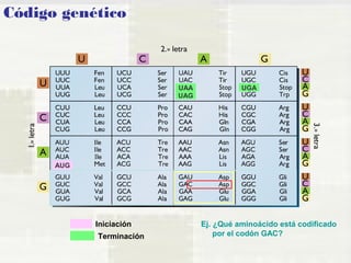 Código genético 
AUG 
Iniciación 
UAA UGA 
UAG 
Terminación 
Ej. ¿Qué aminoácido está codificado 
por el codón GAC? 
 
