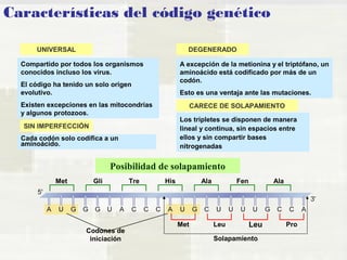 Características del código genético 
UNIVERSAL 
Compartido por todos los organismos 
conocidos incluso los virus. 
El código ha tenido un solo origen 
evolutivo. 
Existen excepciones en las mitocondrias 
y algunos protozoos. 
DEGENERADO 
A excepción de la metionina y el triptófano, un 
aminoácido está codificado por más de un 
codón. 
Esto es una ventaja ante las mutaciones. 
SIN IMPERFECCIÓN 
Cada codón solo codifica a un 
aminoácido. 
CARECE DE SOLAPAMIENTO 
Los tripletes se disponen de manera 
lineal y continua, sin espacios entre 
ellos y sin compartir bases 
nitrogenadas 
Posibilidad de solapamiento 
Met Gli Tre His Ala Fen Ala 
Met Leu Leu Pro 
Solapamiento 
Codones de 
iniciación 
 
