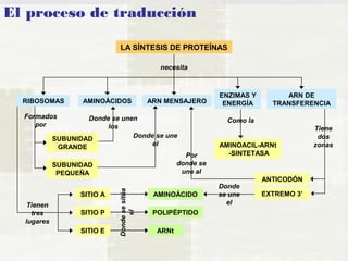El proceso de traducción 
LA SÍNTESIS DE PROTEÍNAS 
AMINOÁCIDOS ARN MENSAJERO 
ENZIMAS Y 
ENERGÍA 
RIBOSOMAS 
Formados 
SUBUNIDAD 
GRANDE 
SUBUNIDAD 
PEQUEÑA 
SITIO A 
SITIO P 
SITIO E 
AMINOÁCIDO 
POLIPÉPTIDO 
ARNt 
Donde se sitúa 
el 
por 
Tienen 
tres 
lugares 
Donde se unen 
los 
Donde se une 
el 
AMINOACIL-ARNt 
-SINTETASA 
Donde 
se une 
el 
ARN DE 
TRANSFERENCIA 
EXTREMO 3’ 
Tiene 
dos 
zonas 
Por 
donde se 
une al 
ANTICODÓN 
Como la 
necesita 
 