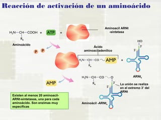 Reacción de activación de un aminoácido 
+ + 
Aminoacil ARNt 
-sintetasa 
+ 
Aminoácido Ácido 
aminoaciladenílico 
ARNtx 
Aminoácil -ARNtx 
Existen al menos 20 aminoacil- 
ARNt-sintetasas, una para cada 
aminoácido. Son enzimas muy 
específicas 
La unión se realiza 
en el extremo 3’ del 
ARNt 
 